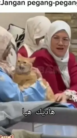 قوليلها متوشنيش ههههه#قط #ميمز #الجزائر #تيك_توك #الشعب_الصيني_ماله_حل😂😂 