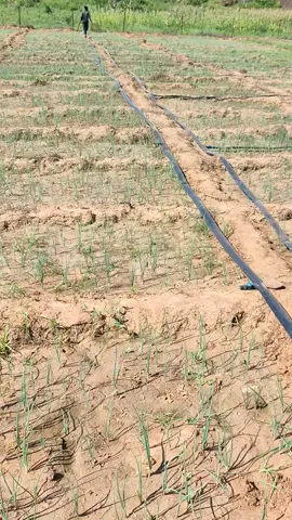 Voici quelques avantages de la culture de l’oignon : 1. Fort potentiel économique : L’oignon est l’une des cultures maraîchères les plus demandées sur les marchés locaux et internationaux. Il se conserve mieux que beaucoup d’autres légumes, ce qui facilite le stockage et la vente hors saison. 2. Cycle de production relativement court : Selon la variété, il peut être récolté en 3 à 5 mois, permettant plusieurs cycles de production dans l’année. 3. Bonne rentabilité : Un champ d’oignons bien conduit donne un rendement élevé (15 à 40 tonnes/ha selon les techniques). Les marges bénéficiaires sont intéressantes, surtout en période de rareté. 4. Adaptabilité : L’oignon peut être cultivé dans diverses zones agroécologiques, avec irrigation ou en saison pluvieuse bien maîtrisée. 5. Valeur nutritionnelle et alimentaire : L’oignon est un ingrédient de base dans la cuisine africaine et mondiale. Il est riche en vitamines, minéraux et composés soufrés bénéfiques pour la santé. 6. Opportunités d’emploi et de transformation : Génère beaucoup de main-d’œuvre pour la plantation, l’entretien, la récolte et la commercialisation. Peut être transformé en oignon séché, poudre ou confit, augmentant la valeur ajoutée.  #agriculture #viral #pourtoii #hype #viraltiktok @AGRO-DEM 🍅🍅🍅 @Damonzon 1 @Mariko Ibrahim 📈🌱 @Sene Yiriwa @Brehima 15 @Hassane TRAORE Officiel @diallovision 