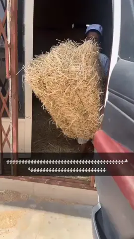 #هههههههههههههههههههههههههههههههههههههه #الشعب_الصيني_ماله_حل😂😂 