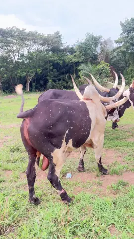 ##agribusiness #agriculture #goatsoftiktok #kalaharigoat #boergoats #tiktokviral #cattle @YakbeeFarms @kikibaefarm @Travel with Aj🇨🇮🇬🇭 @SANDARI FARMS @Danmaza farms @NEVER  GIVE UP ON TRACK 👣 💪 