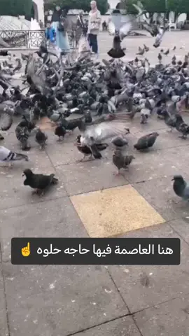 محتاج شريك جزائرية نصدر حمام لمصر وهيكون مليونير 😂😉#الجزائر #مصري #الجزائر_تونس_المغرب #الشعب_الصيني_ماله_حل😂😂 #ضحك 