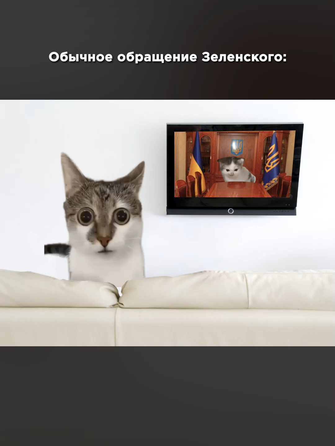 Всем верным последователям посвящается #zelenskiy #catmemes