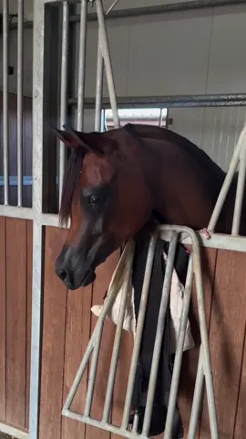 #فهد_سعد_الخيل_فتنة_خيال❤️_🐎 #خيل_وخياله🐎🖤ماشاءالله_اللهم_بارك🧿♥️ #مهره_جمال #فروسيه #الخيل_عشق_لاينتهي🐎❤️اذكرو_الله_ 