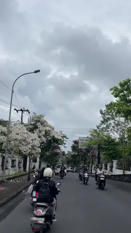 sakura di jimbaran ? #unudjimbaran #jimbaran #tabebuya #sakura