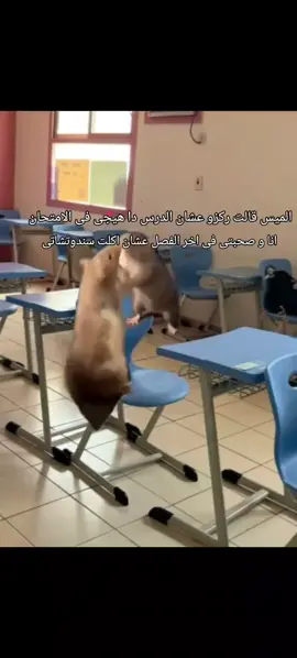 فين البورجر بتاعي#ضحك #حطو_لايك_فولو_كومنت_حركه_الاكسبلور🥺🤍 