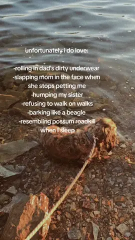 what can I say.... #longhaireddachshund #brindledachshund #dachshundsoftiktok #unfortunatelyidolove 