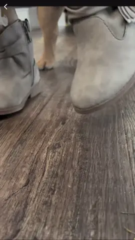 Remembering the time Kimbo launched this hit 🤣❤️ #dog #dogsoftiktok #frenchie #frenchbulldog #comedy 