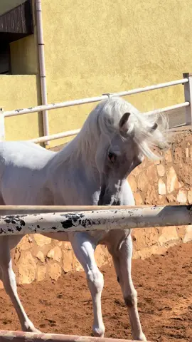 #اللهم_صلي_على_نبينا_محمد #jumana_jala #خيل_وخياله🐎 #horselover #foryou 