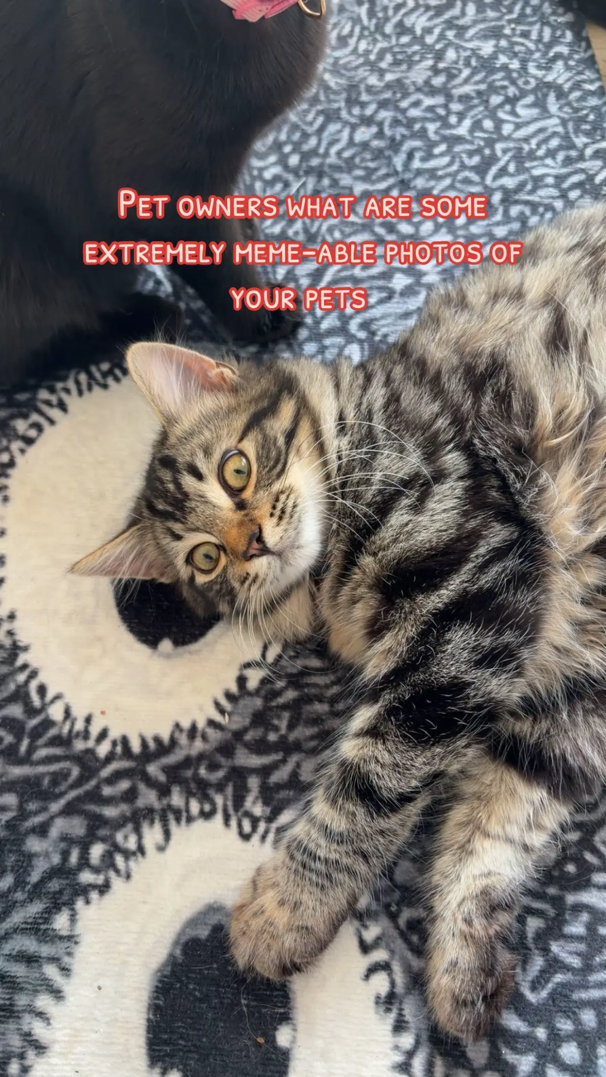 I had to delete so many because I couldn’t choose but I think these are some of the best meme-worthy photos of my cats  #cats #funny #fyp #memes 