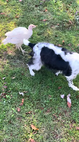 #cloverandfriends #turkey #dog 