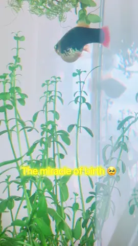 I noticed all my fish chasing my Queen bee last night so I put her in the nursery tank and got to witness the birth of all her babies 😍 she yammed a few but we saved most of them 🤦‍♀️ absolutely stunning batch she’s produced this time around ❤️❤️❤️❤️ I named her Valentina Vassilyeva after the woman who holds the world record on birthing 69 children😳 my girls topped that for sure 😂 #fish #bigfish #baby #babies #fishfood 