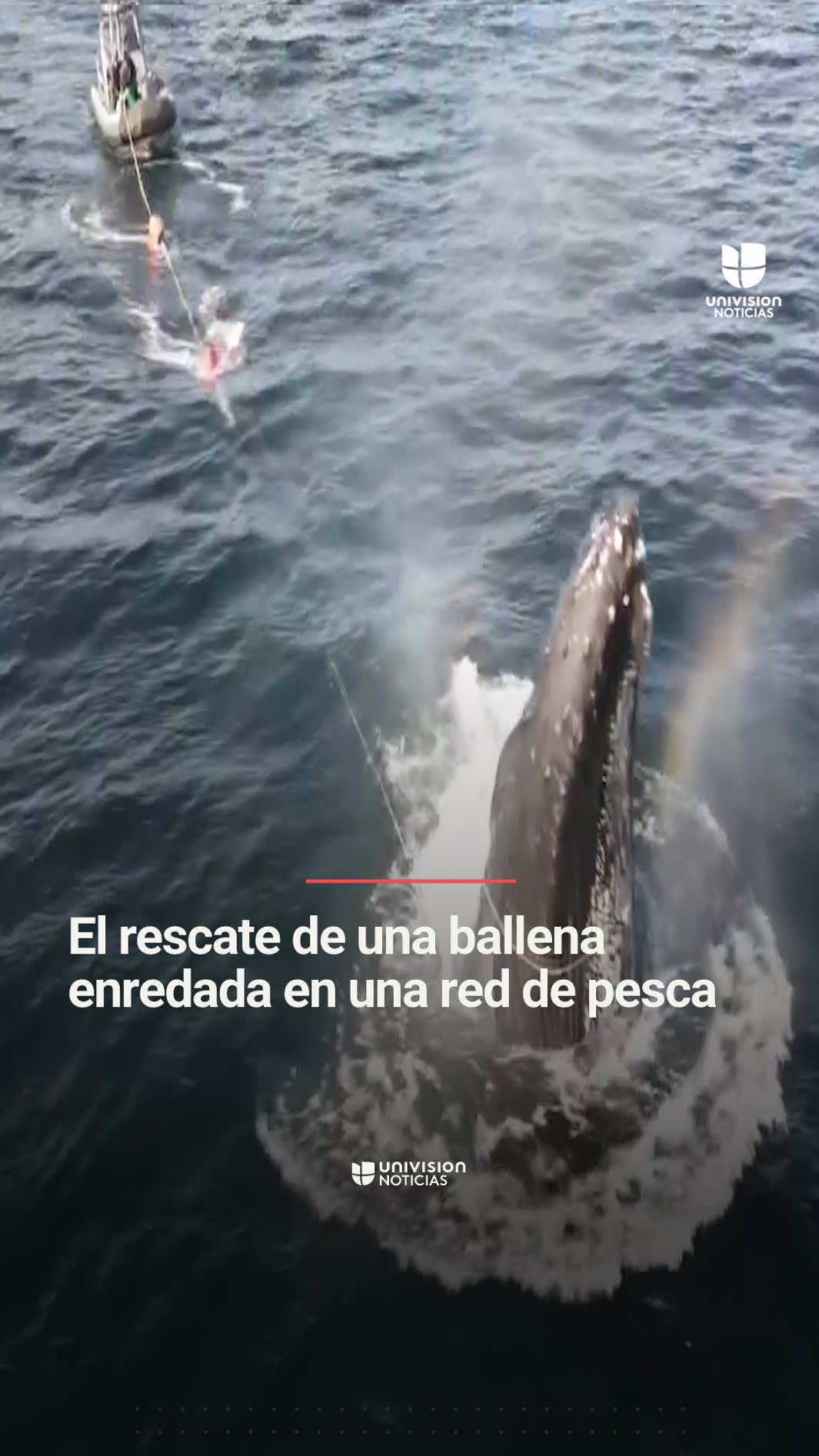 🐋 Así fue el rescate de una ballena enredada en una red de pesca. El mamífero tenía un dispositivo de rastreo y con eso fue posible que una asociación de avistamiento de ballenas se diera cuenta que estaba atrapada. La ballena tenía al menos 400 pies de cuerda y red enredadas en su cuerpo. Tras varias horas de labores pudo ser liberada. #rescateanimal #animalrescue #ballena #whale #Canadá  