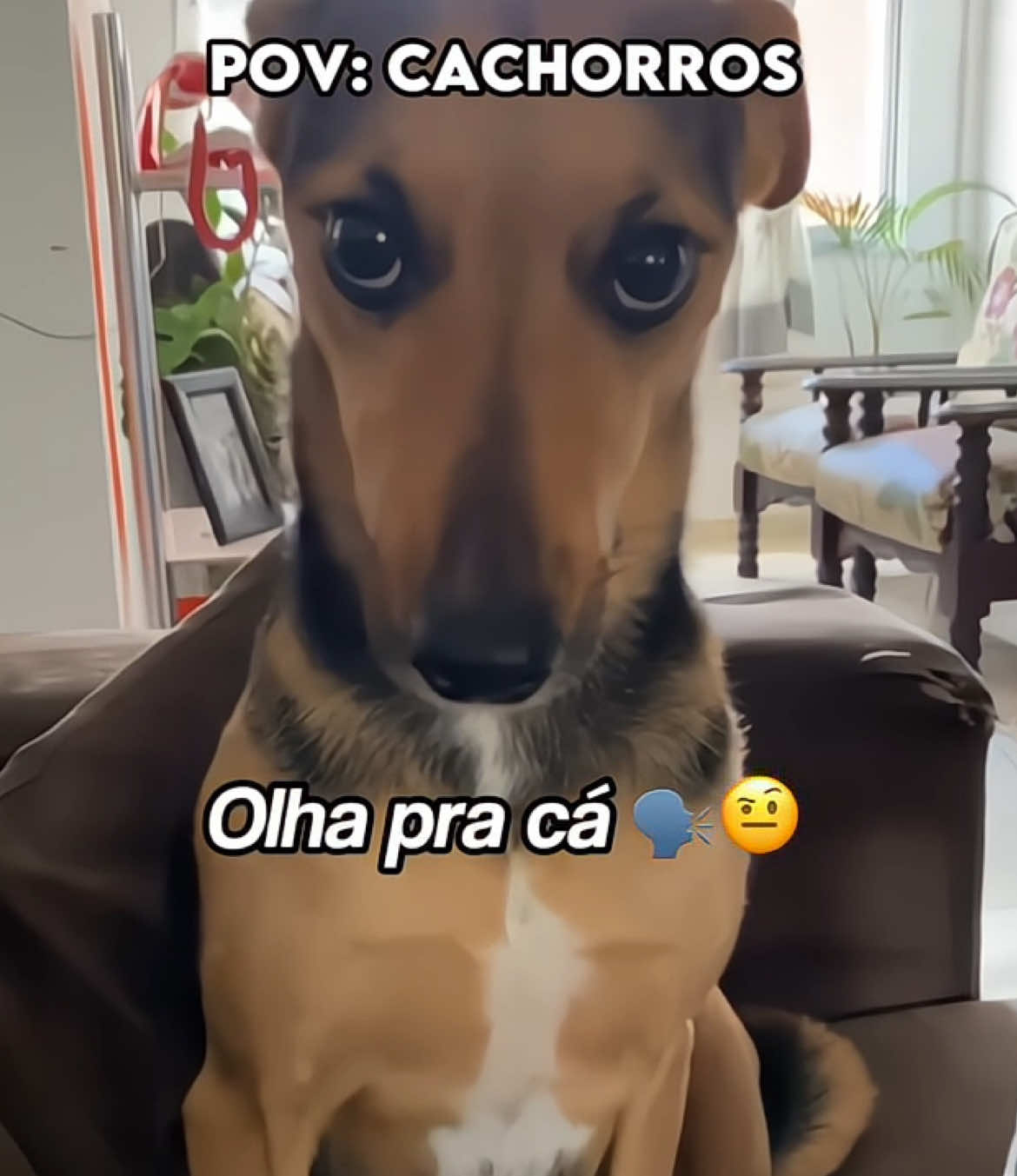 Pov: cachorros #fyp #cachorro #dogs #memes 