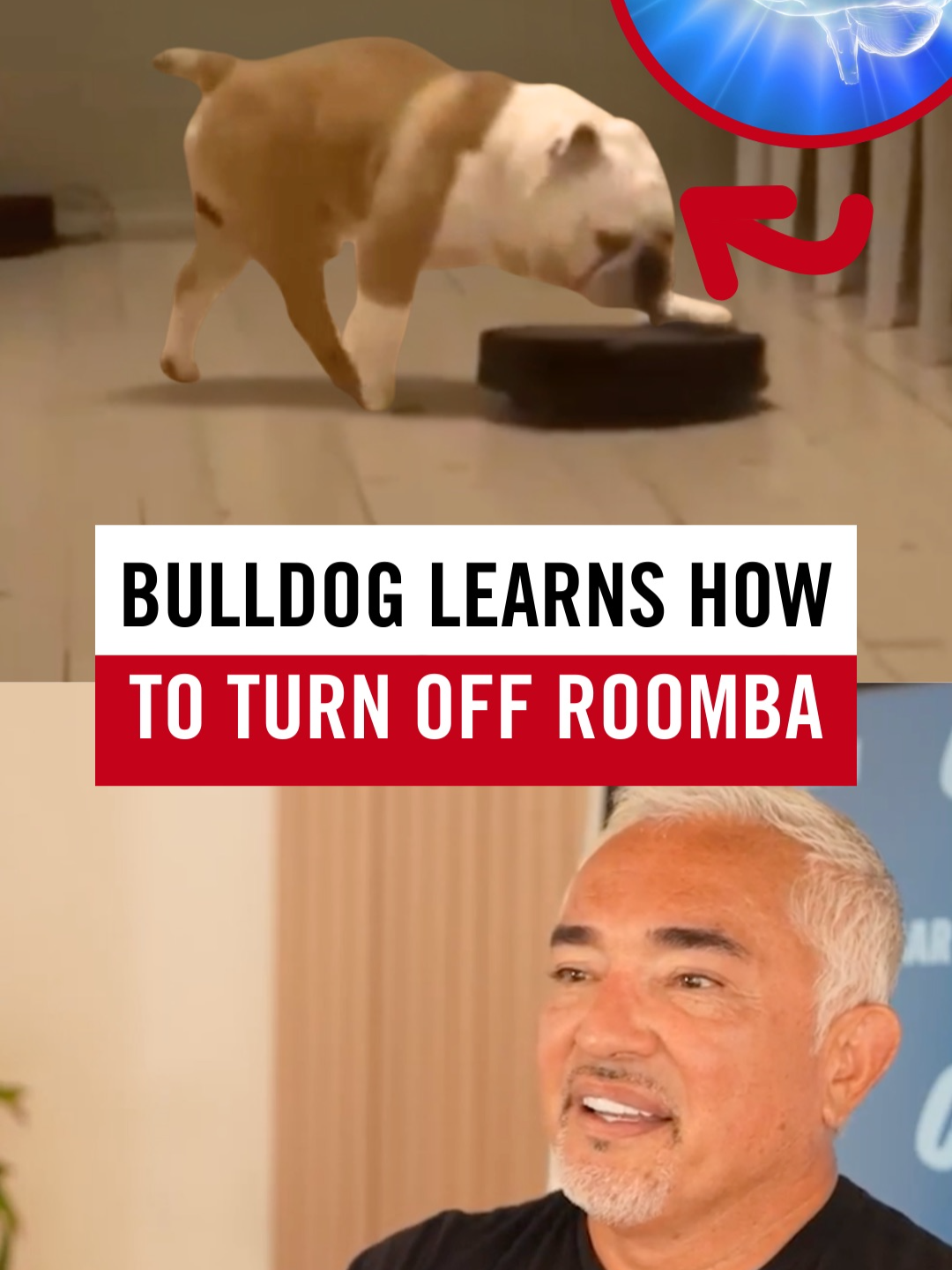 Sometimes the funniest videos can teach us the most. In this viral TikTok, a bulldog gets fed up with a Roomba and actually learns how to turn it off. Dogs are incredible observers. They watch, they problem-solve, and sometimes, they even outsmart us. 🐶 In this reaction, you’ll learn: 🤖 How dogs problem-solve by observing patterns 👀 How dogs learn by watching and copying human behavior 💡 How even funny moments show us the power of leadership Not every lesson comes from serious topics; sometimes it’s about fun and learning. 🐾❤️ #CesarMillan #CesarReacts #Bulldog #Roomba #DogReacts #FunnyDogs A veces los videos más divertidos son los que más nos enseñan. En este video de Cesar Reacts vemos el viral de TikTok en el que un Bulldog se cansa del Roomba ¡aprende cómo apagarla! Los perros son observadores increíbles. Ellos contemplan, resuelven problemas y, a veces, hasta nos superan.   🐶 En esta reacción aprenderás: 🤖 Cómo los perros resuelven problemas observando patrones 👀 Cómo aprenden observando y copiando el comportamiento humano 💡 Cómo incluso los momentos divertidos muestran el poder del liderazgo   No todas las lecciones vienen de temas serios; a veces se trata de diversión y aprendizaje.   🐾❤️ #CesarMillan #CesarReacciona #Bulldog #Roomba #DogReacts #PerrosDivertidos