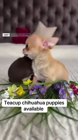 Who’s taking me home? #chihuahuasoftiktok #chihuahuas #chihuahua #dog #puppies 