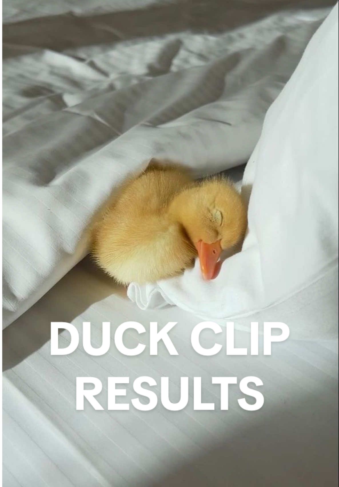 Replying to @Alli 💖 & im SHOOK. The results are resulting!!!! You guys have to try the duck clip blow out method— it’s so good🤩🤩  #duckclips #athomeblowout #hairtutorial #hairhacks ##athomehair