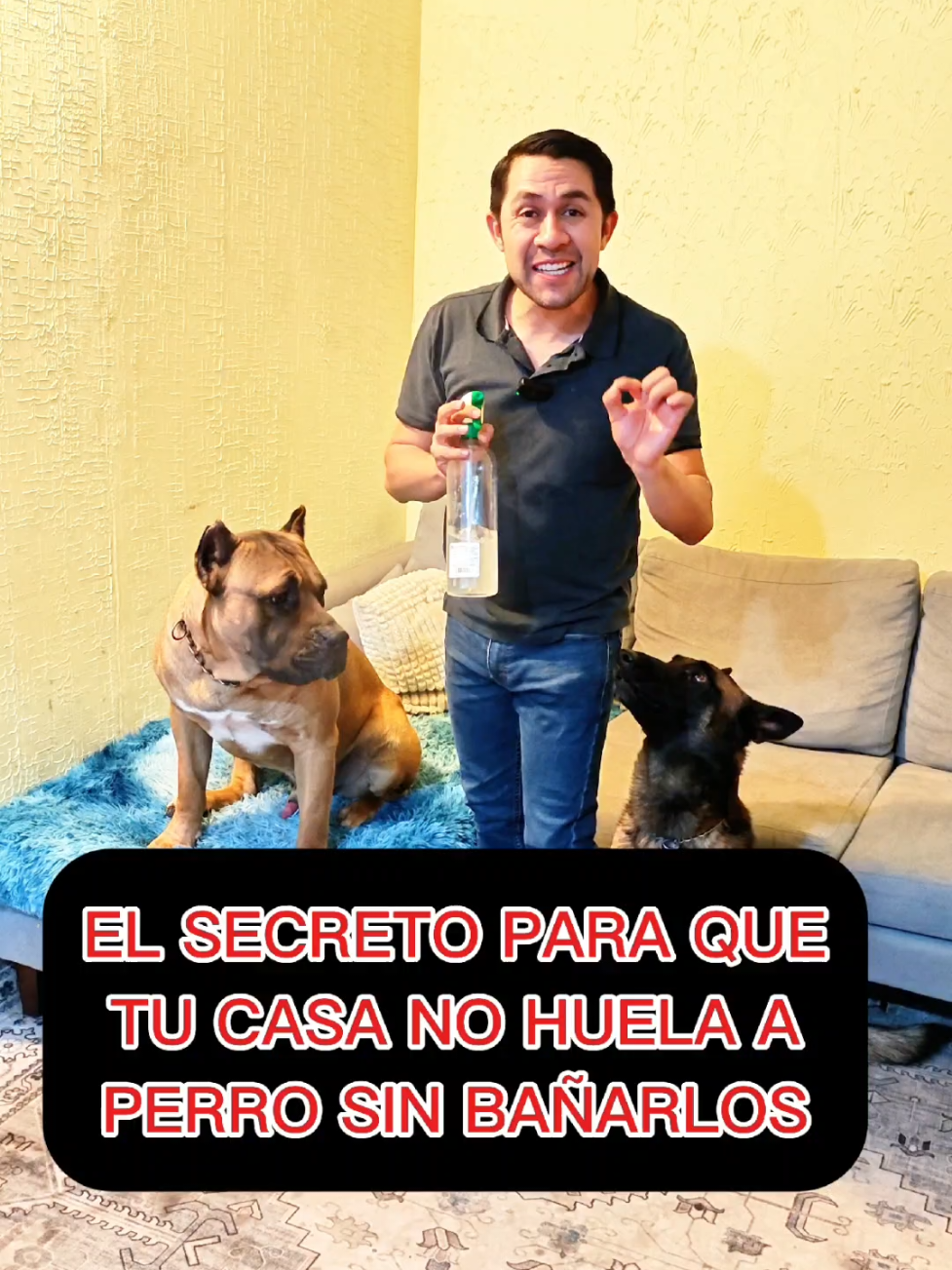 El secreto para que tu casa no huela a perro sin bañarlos 👌🏻💯🐶 #perros #educacioncanina #entrenamientocanino #canecorso 