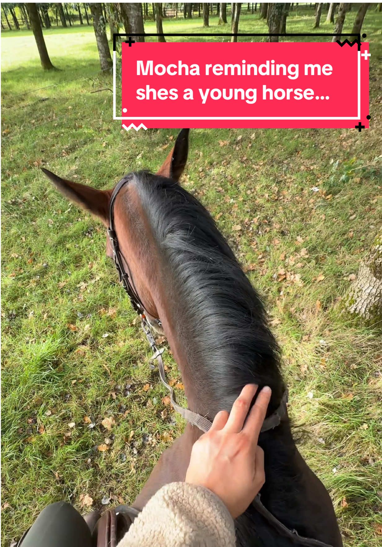 she was just showing off for Phoebe..right?😭 @Phoebe Scholtens #horsetok #equestrian #horseriding #horsesoftiktok #fyp 