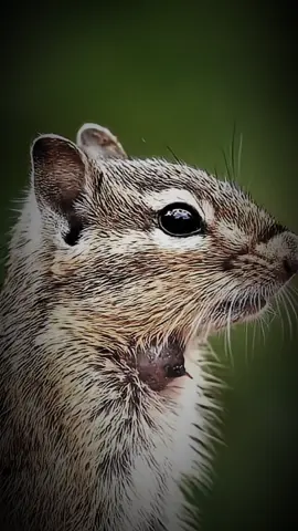 This the real video🥵   #animalsoftiktok  #ai  #wildlife  #petlife  #Nature          