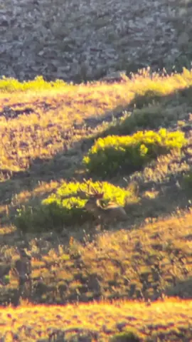 4 point buck bedded! Discount code: TURCO to save on @ollincompany digiscoping products! #deer #digiscoping #ollinsnapshot #muledeer 