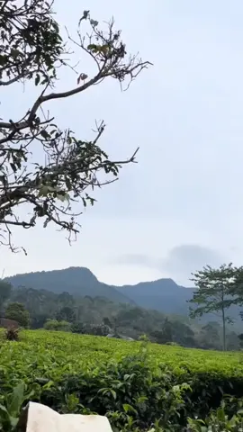 berwisata paling murah dan enak nyaman d sini lah kebum teh cibuni kawasan rancabali ciwidey#fyp.....