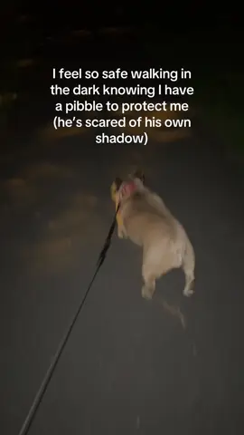 My guard dog 😤 #pibble #frenchie #frenchbulldog 