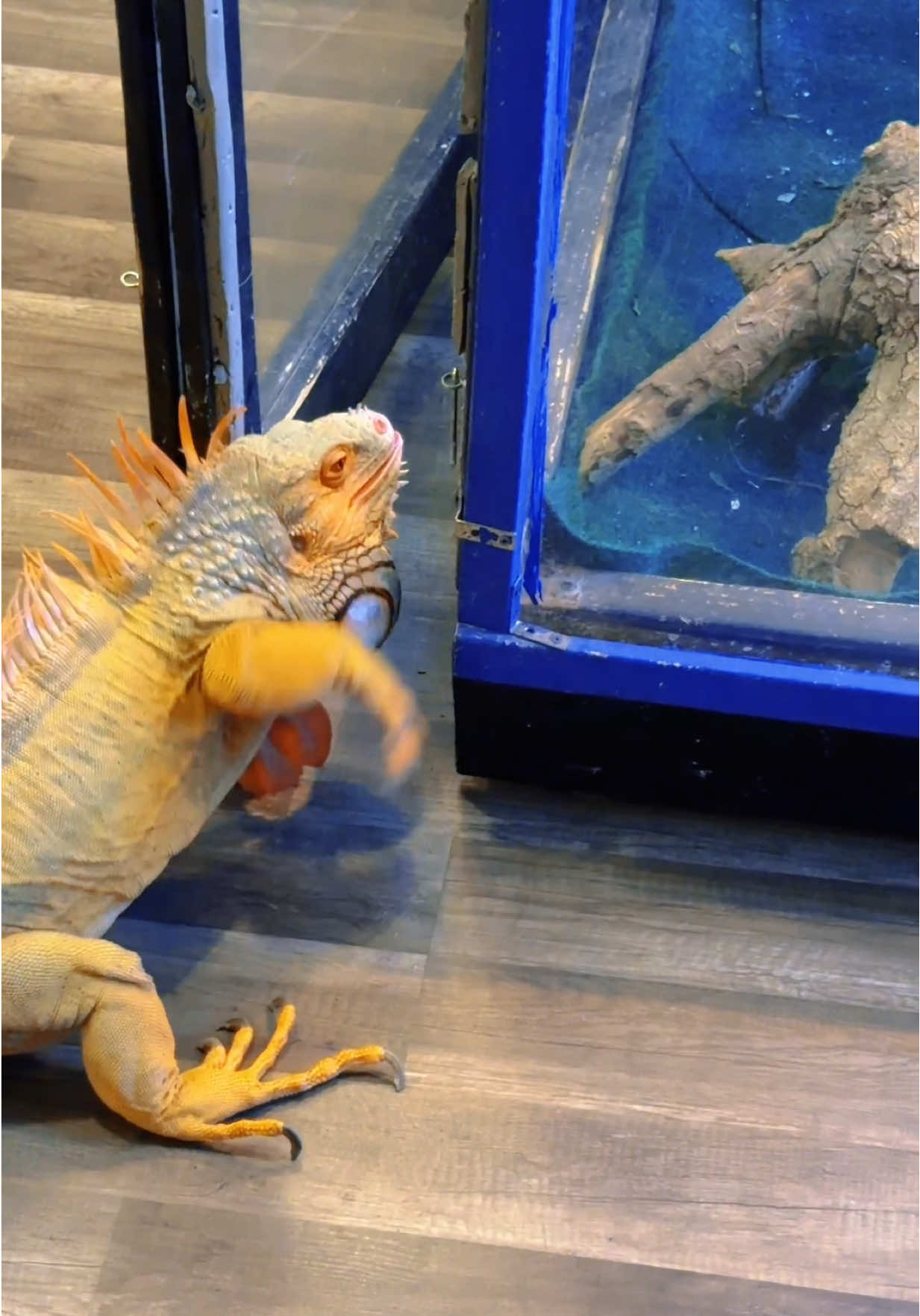 Smart iguana opening his own enclosure door #rockettheiguana #pet #animals #iguana #petlover 