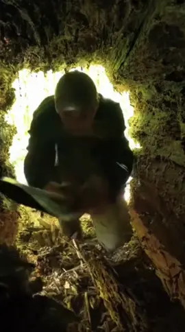 24 hours to build a shelter in the trees 🌲 #bushcraft #bushcrafting #building #forest #alone 