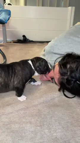 Happy tail! Miss wiggles aka Miss Millie and hair wagging tail! She’s such a sweetheart and a happy thick girl! I cannot wait to see her continuing to mature. Her family will be so happy with her!! She’s just a love love mug! #puppy #happydog #dogs #xlbully #cutepuppy 