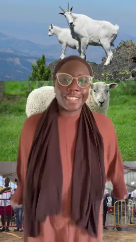 Now the sheep talk can end 😭 #senegalaise_tik_tok🇸🇳 #galsen_tiktok #senegaltiktok 