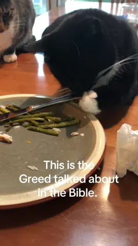 They coveted my food every night. Their greed sickens me #greedy #cat #bad 