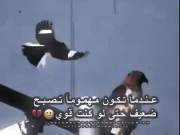 #ماشوفك_شلون_براسي_اخليك🦅⚔️🙃 #صدريون #واااااااااااااااااايييييييييييييييييييييي 