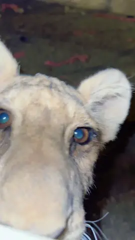 🐅 #اكسبلور #مزرعة #_البوغانم_البوعيسى🇮🇶⚔️ #fypシ゚ #fyyyyyyyyyyyyyyyyyyyyyyyyyyyyyyyyyy 