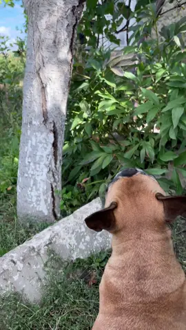 #французькийбульдог #собака #кіт 