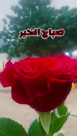 #صباحكم_سعادة_وعافية_وراحه_بال🌹🍃 