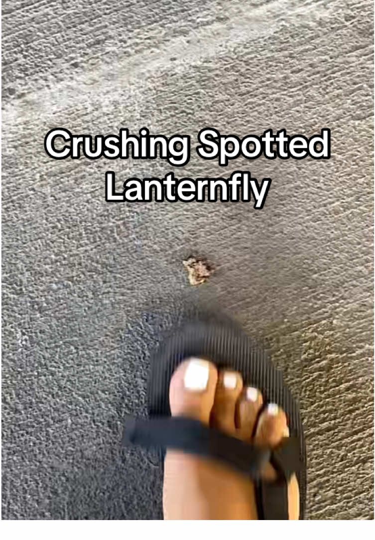 Another day another Lanternfly crush #spottedlanternfly #lanterfly #crush #bugcrush #whitetoes 