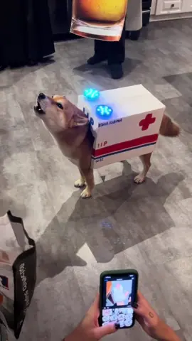 Halloween Pet Costume Ideas 🎃 #halloweencostume #halloween #ideas #pet #PetsOfTikTok 