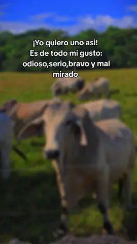 Serio, bravo y mal mirado… justo como me gusta 😎🐂 #paratiiiiiiiiiiiiiiiiiiiiiiiiiiiiiii #humortiktok #estiloganadero  #gorras #vidadecampo😍🤠 