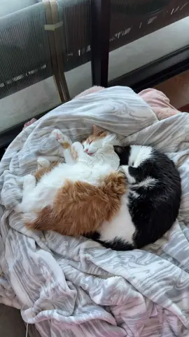 My sweet bbs