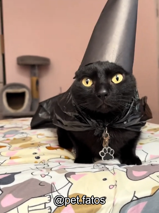 Gatos pretos sendo completamente caóticos ✨ #gatos #maedepet #pets #gatopreto 