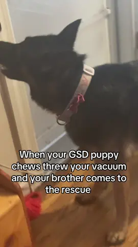 #vacuum #dogs #gsd #germanshepherd 