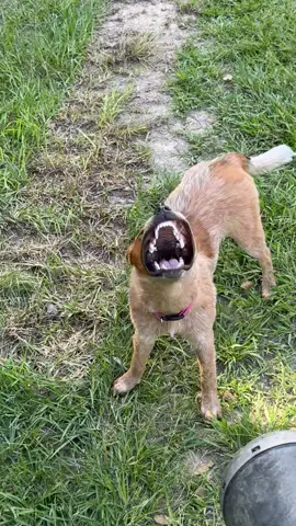 All soul no brains! #redheeler 