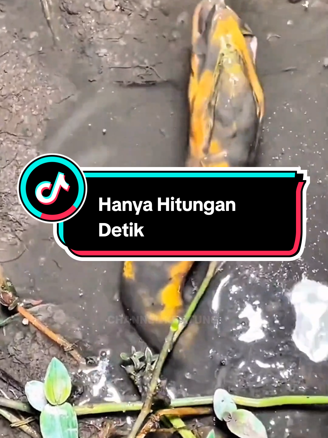 Sambaran Begitu Cepat Menyambarnya 😱#mancingbelutsawah #fyp #trending #belutbabon #belutmonster 