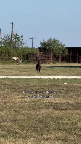 #savehorses #sanctuarylife #horsesoftiktok #horsesofinstagram #equinesofinstagram 
