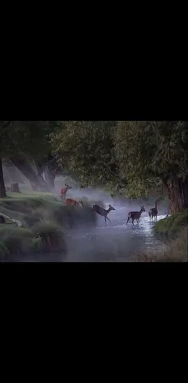 #قران_كريم  #🌷  #🌷  #fyp  #foryoupage 