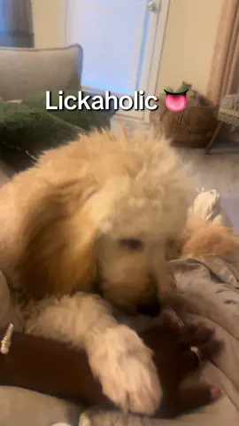 & a mix of biting #minigoldendoodle 