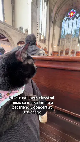 He’s such a good boy  #cat #classicalmusic 