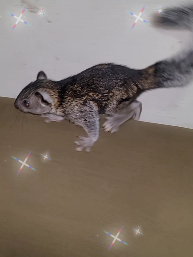 #animalitos #elsalvador #unmejorfuturo 