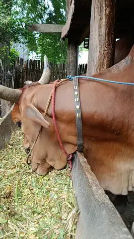 #မိုးဝင်းမောင်သံစုံတီးဝိုင်း  #မြန်မာသံစဥ်များကိုချစ်မြတ်နိုးသူ 