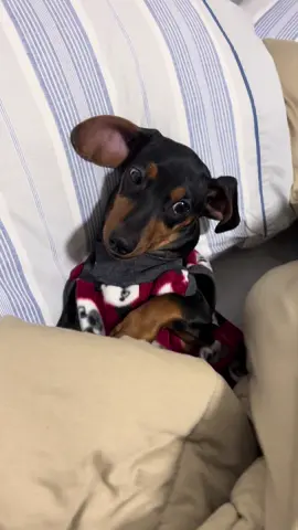 Chica: a CEO da cama 🛌 #salsichinha #trenddog #sausagedog #vidadecao #dacshund 